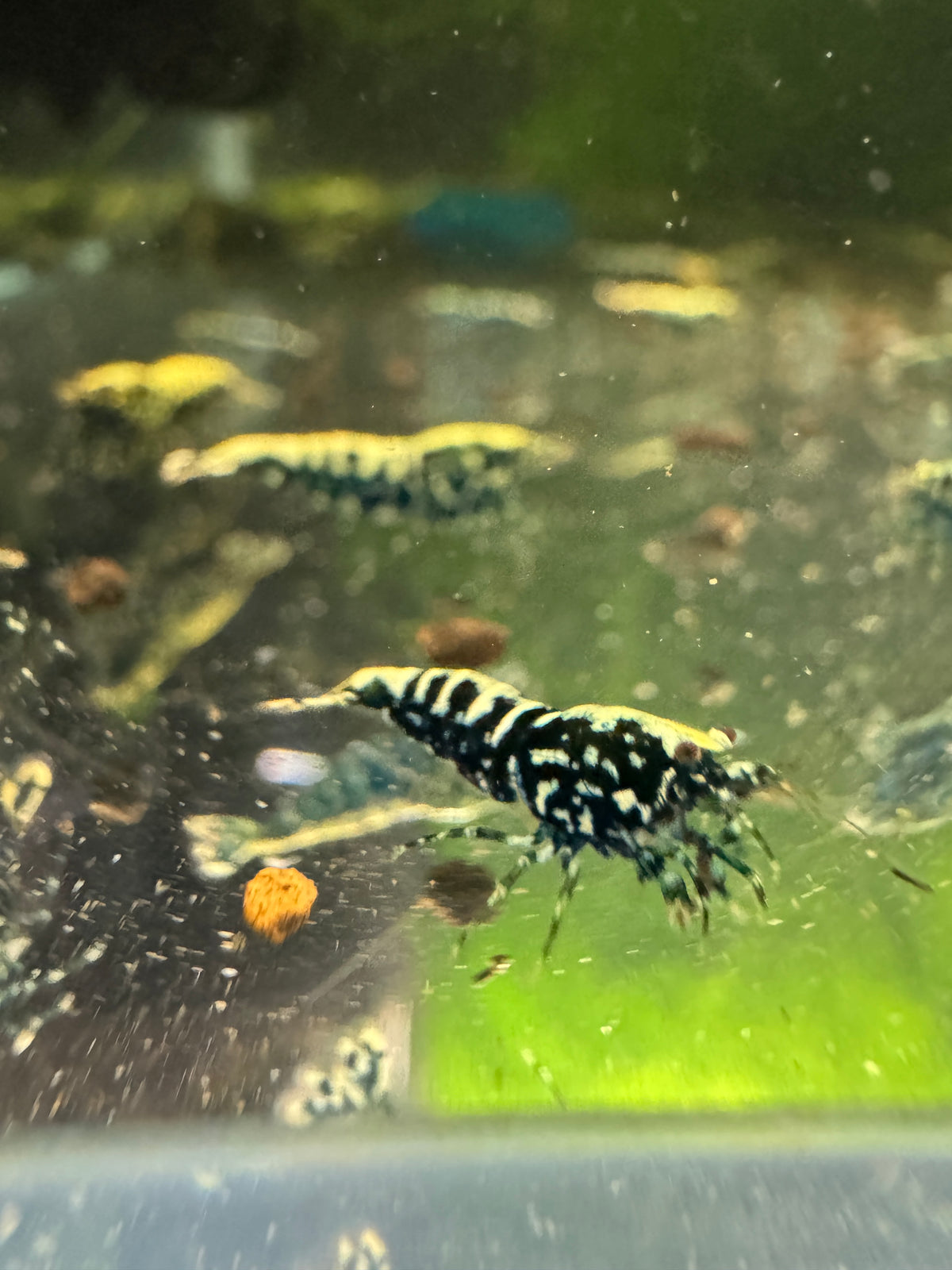 Black Stardust Caridina shrimp with dense stardust-style coverage