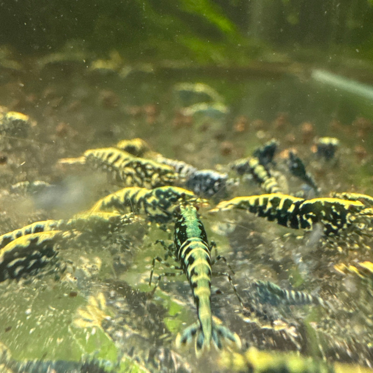 Black Stardust Caridina shrimp showing contrasting body speckling