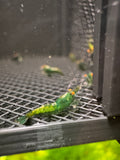 Orange Eye Green Demons
