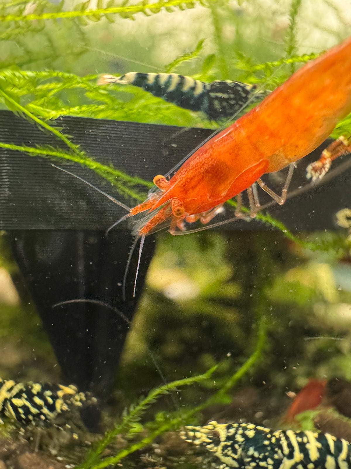 Rare shrimp. Raised with intent.