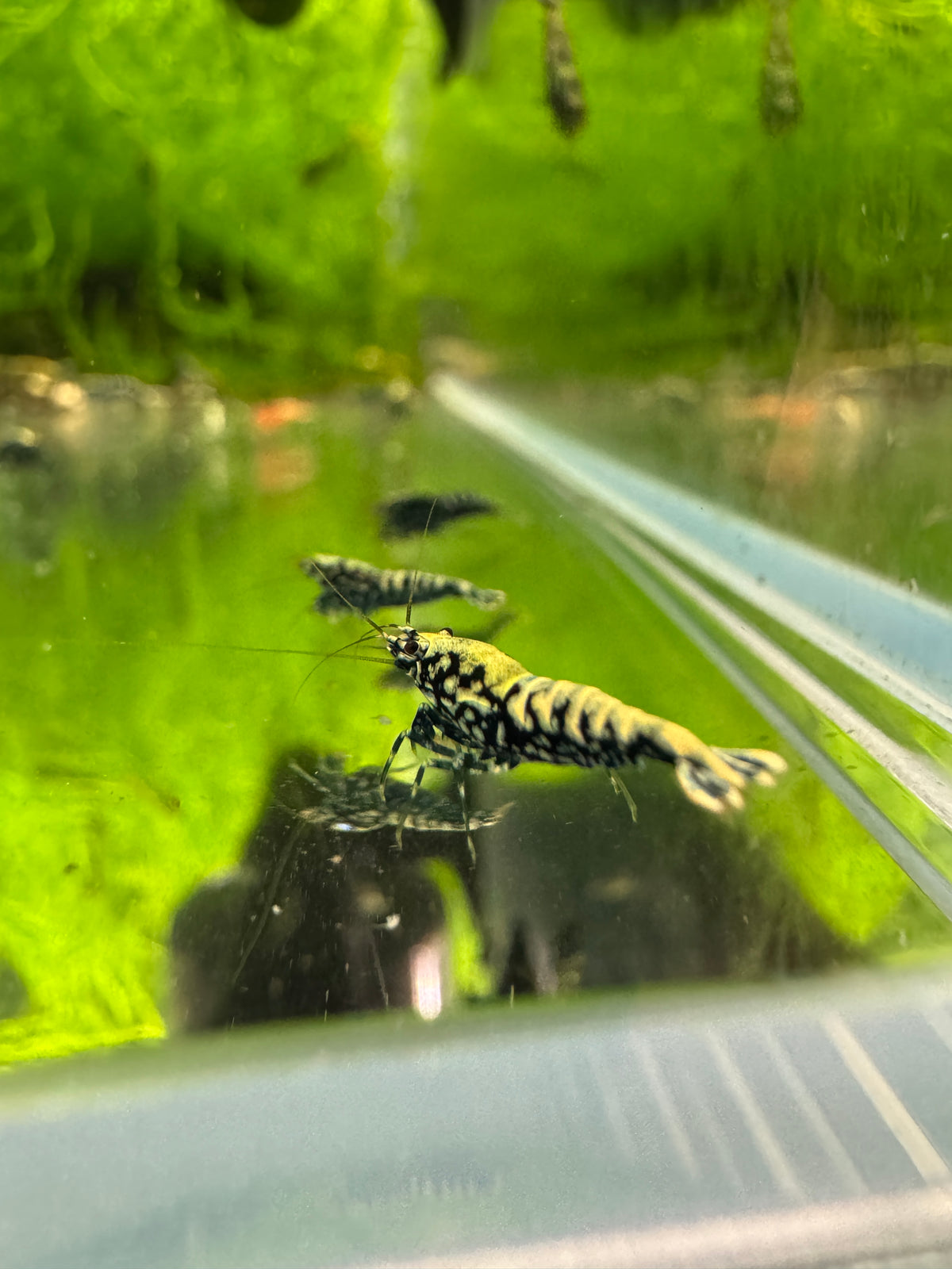 Black Stardust Caridina freshwater aquarium shrimp