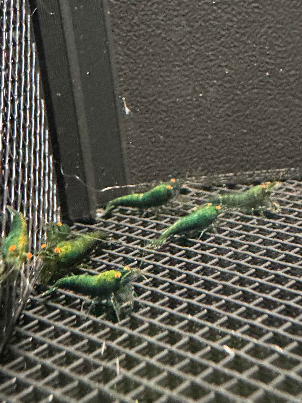 Orange Eye Green Demons