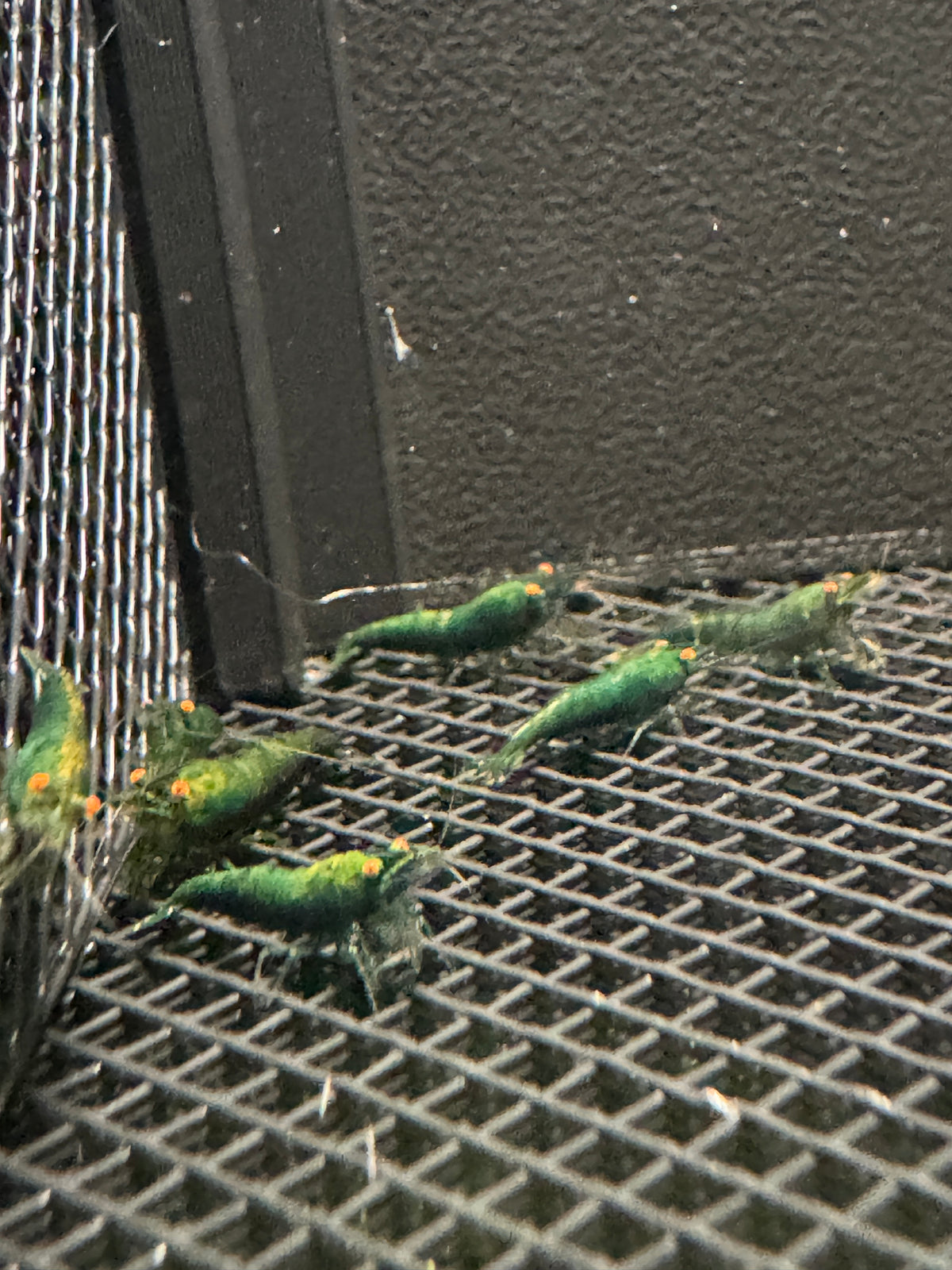 Orange Eye Green Demons