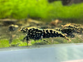 Black Stardust Caridina shrimp with dark coloration and fine stardust speckling