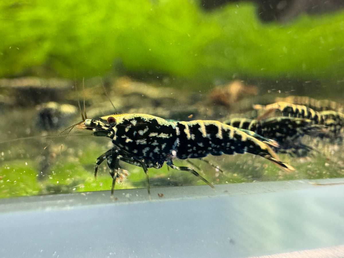 Black Stardust Caridina shrimp with dark coloration and fine stardust speckling