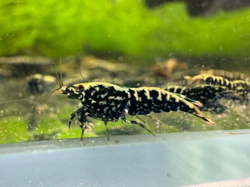 Black Stardust Caridina shrimp with dark coloration and fine stardust speckling