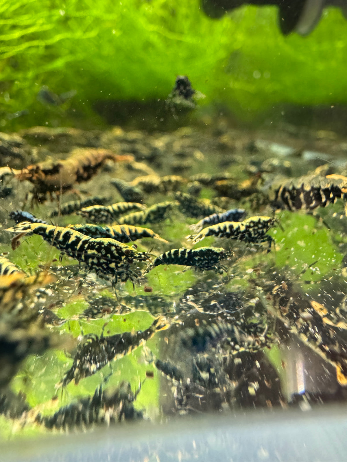 Black Stardust Caridina shrimp displaying body and tail pattern