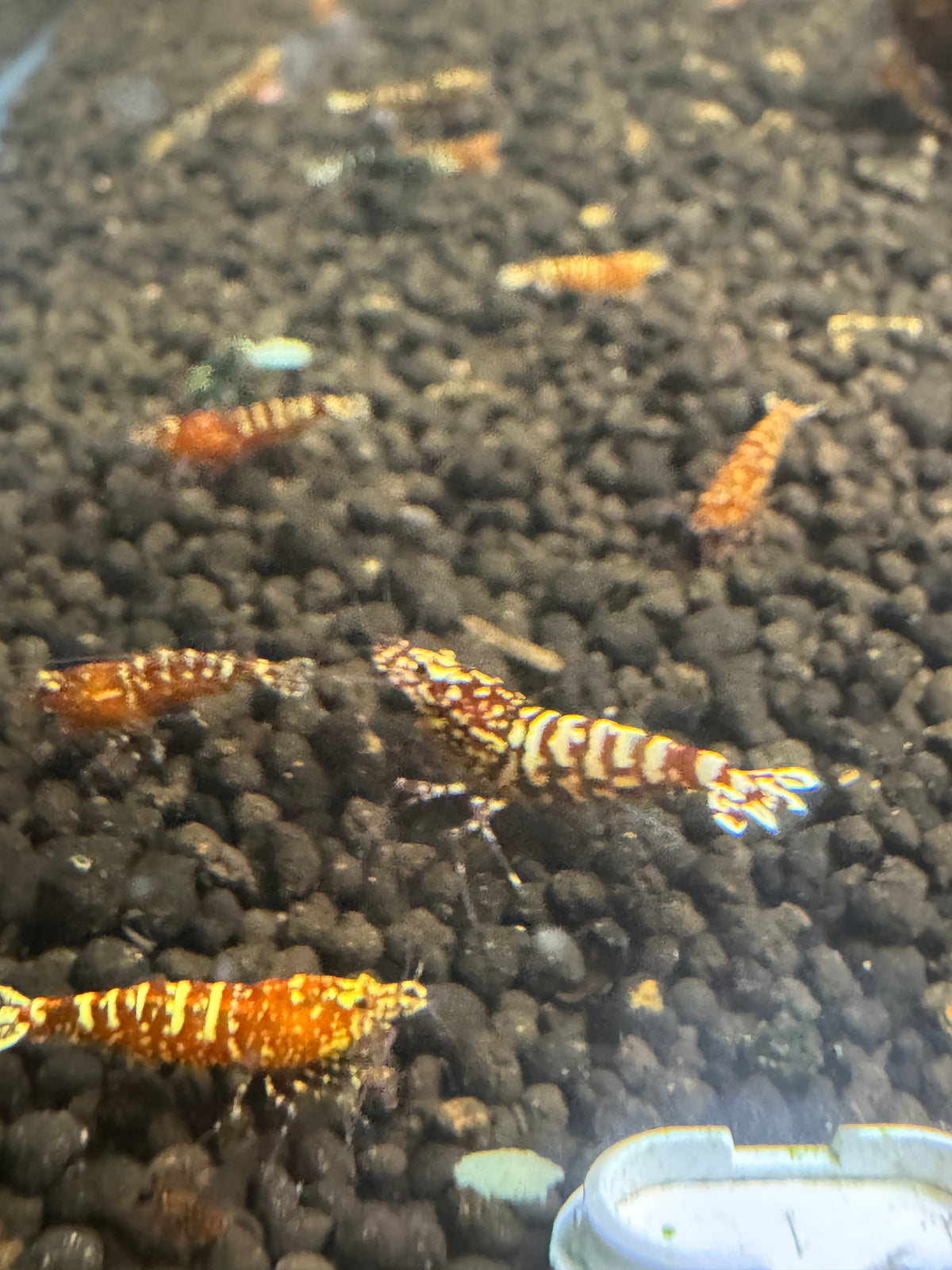 Red Snowfall Caridina freshwater aquarium shrimp