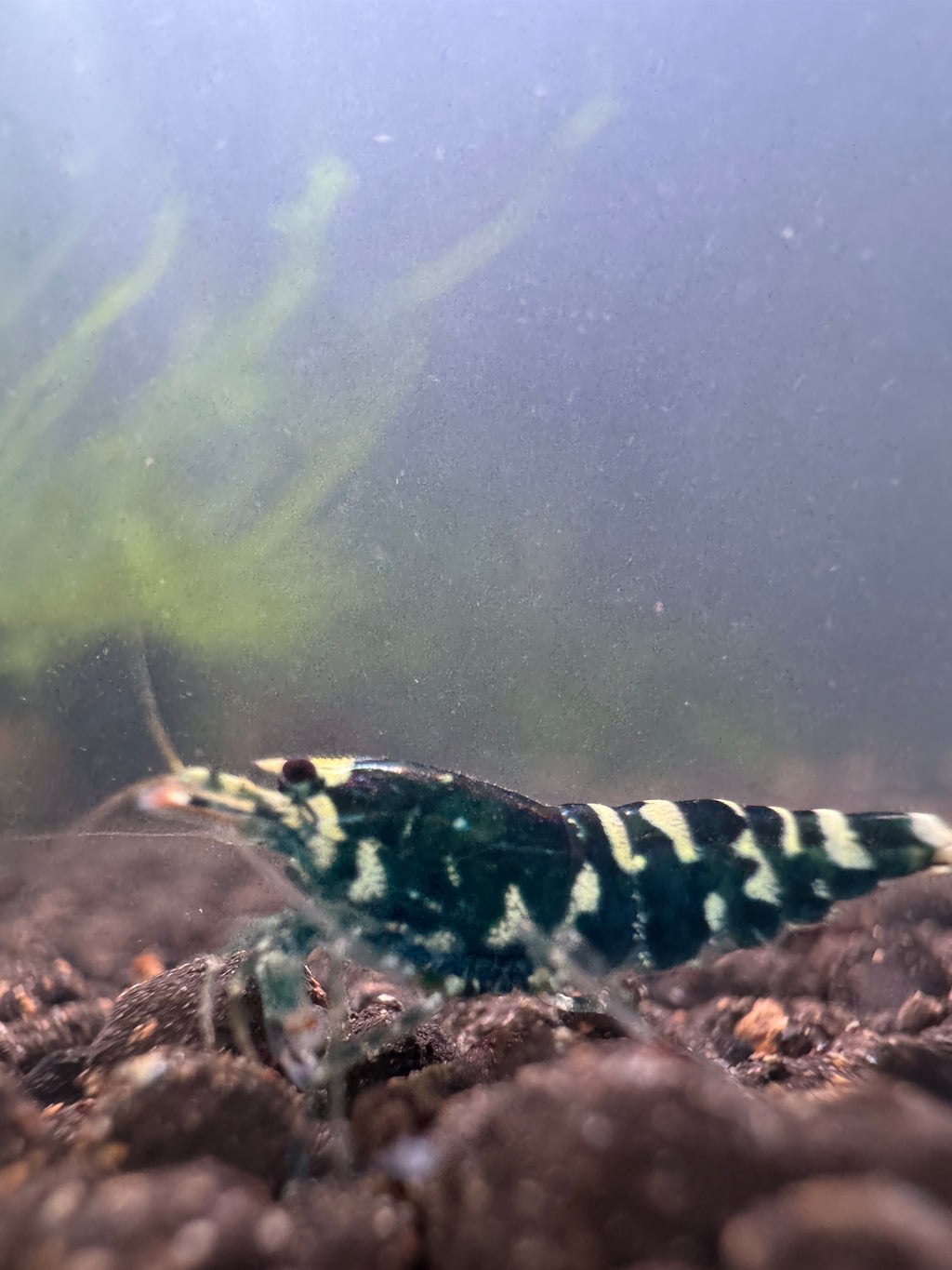 Black Snowfall Caridina freshwater aquarium shrimp
