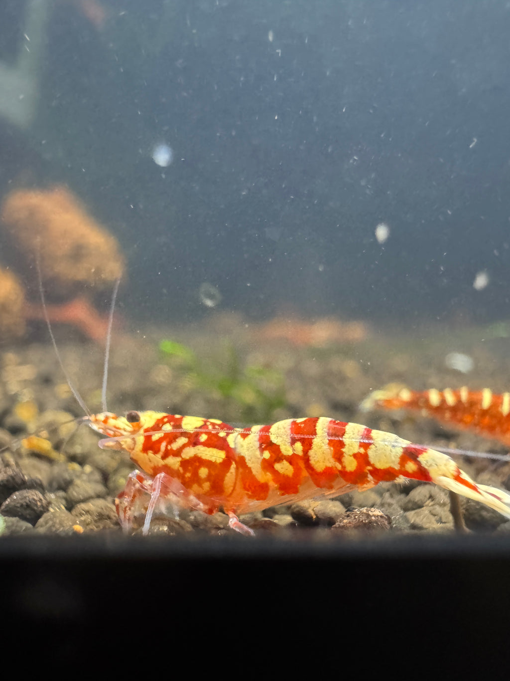 Red Snowfall Caridina shrimp showing fine snowfall pattern