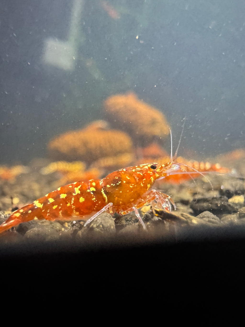 Red Snowfall Caridina shrimp with rich red coloration and light speckling