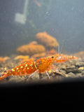 Red Snowfall Caridina shrimp with rich red coloration and light speckling