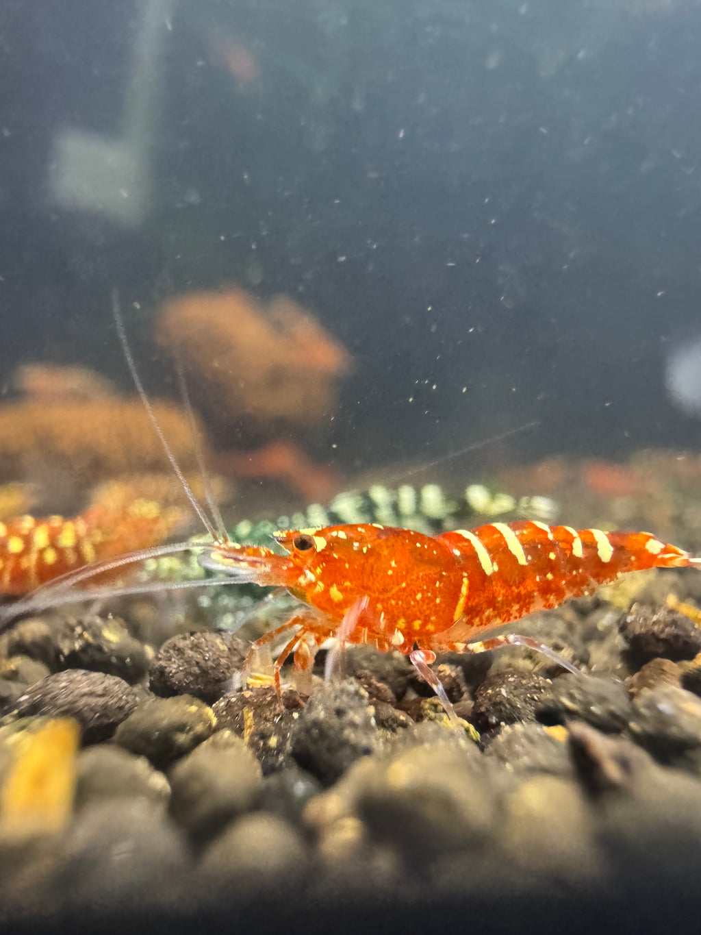 Red Snowfall Caridina shrimp displaying red body and contrasting coverage