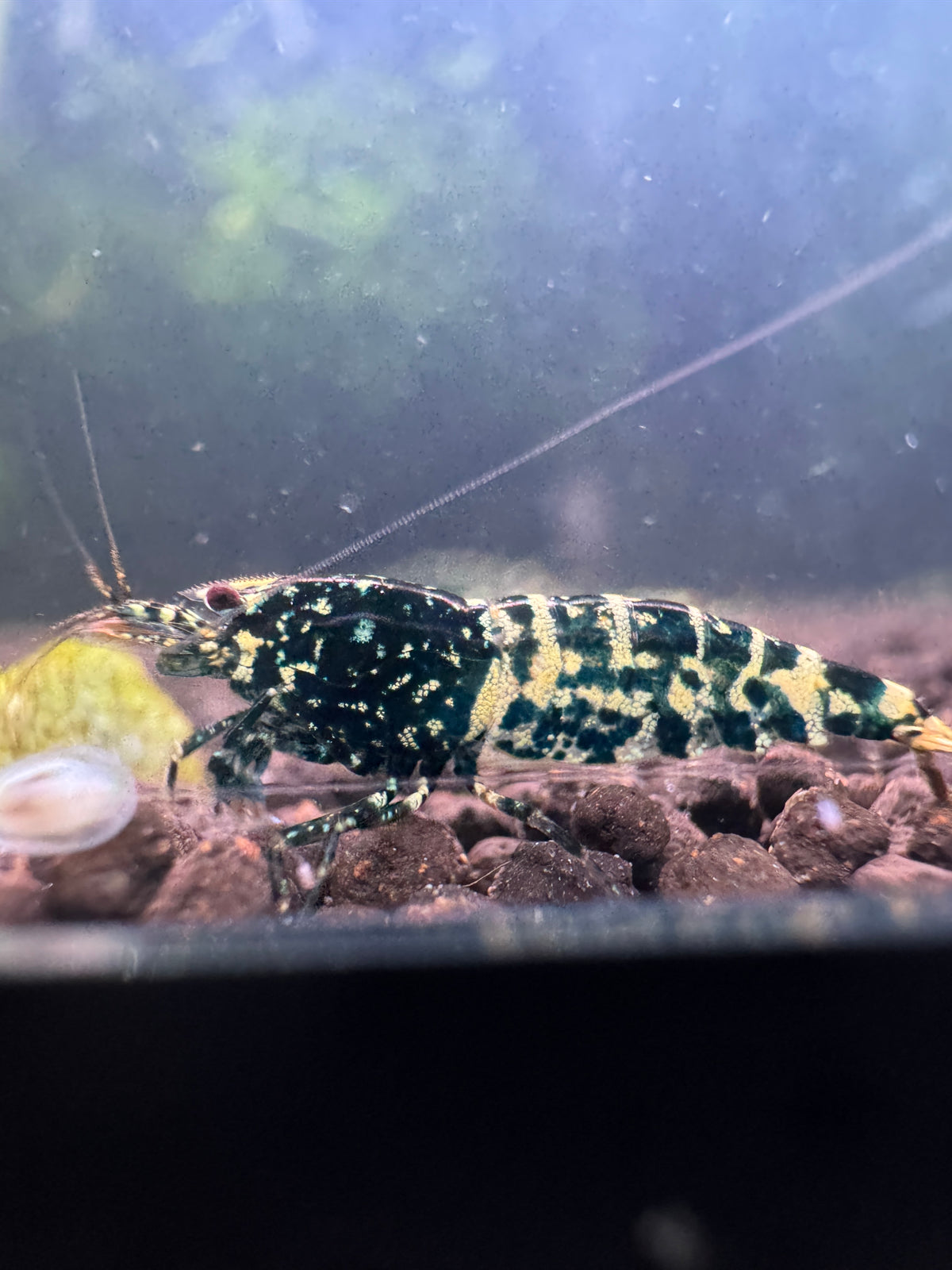 Black Snowfall Caridina shrimp with contrasting snowfall speckles