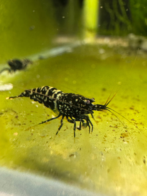 Black Snowfall Caridina shrimp with deep black base and light speckling