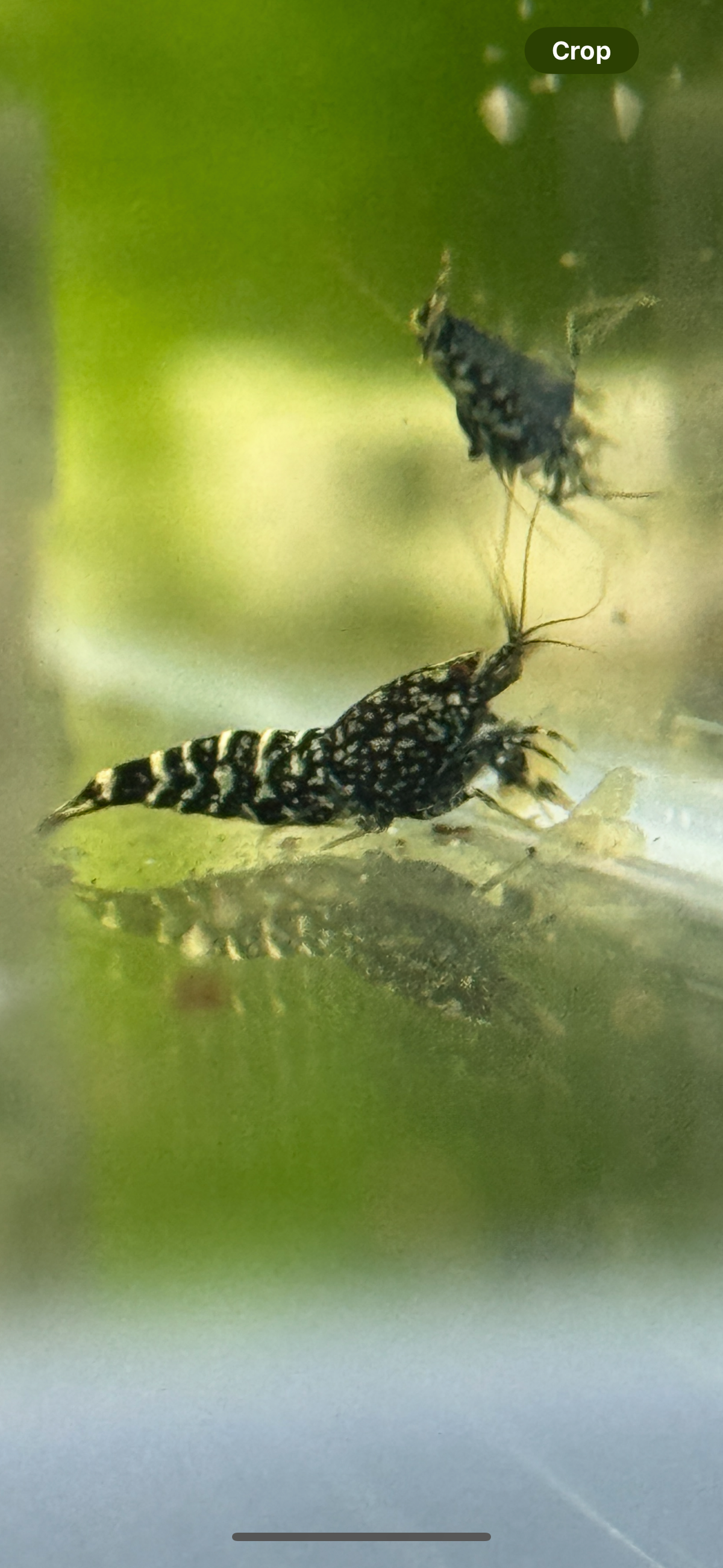 Black Snowfall Caridina shrimp showing fine snowfall pattern