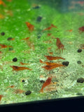 Orange Eye Red Demons Neocaridinas