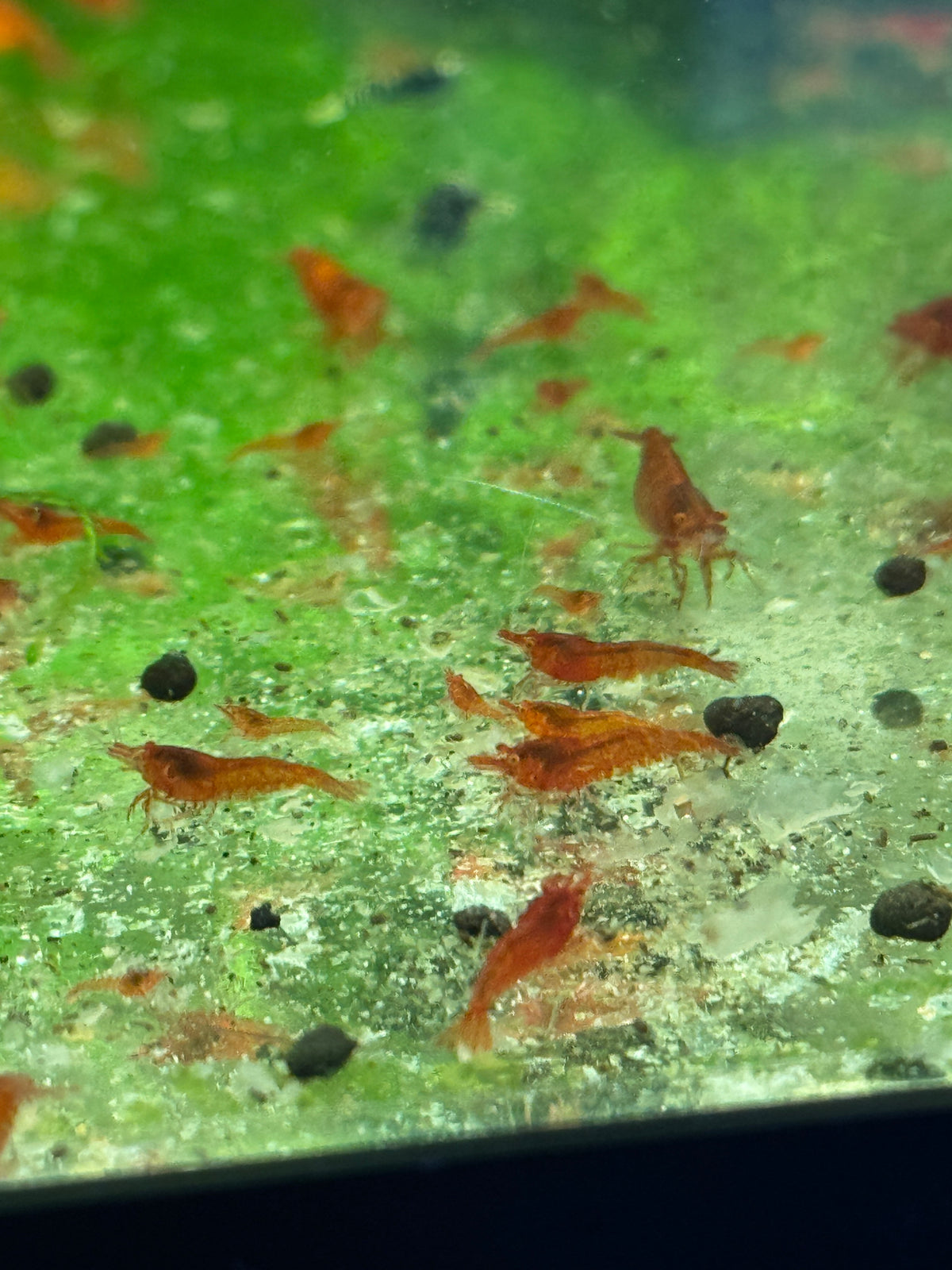 Orange Eye Red Demons Neocaridinas