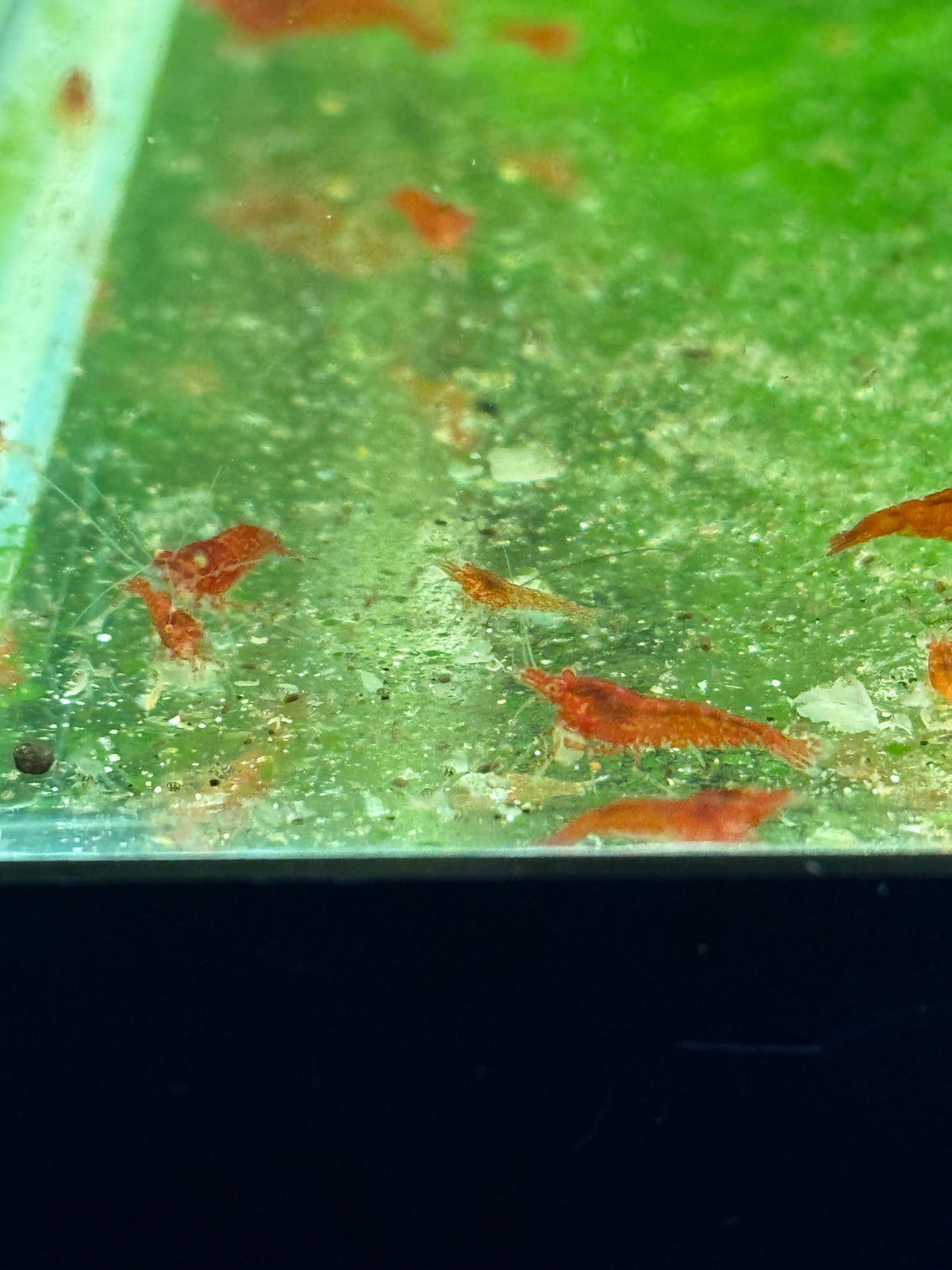 Orange Eye Red Demons Neocaridinas