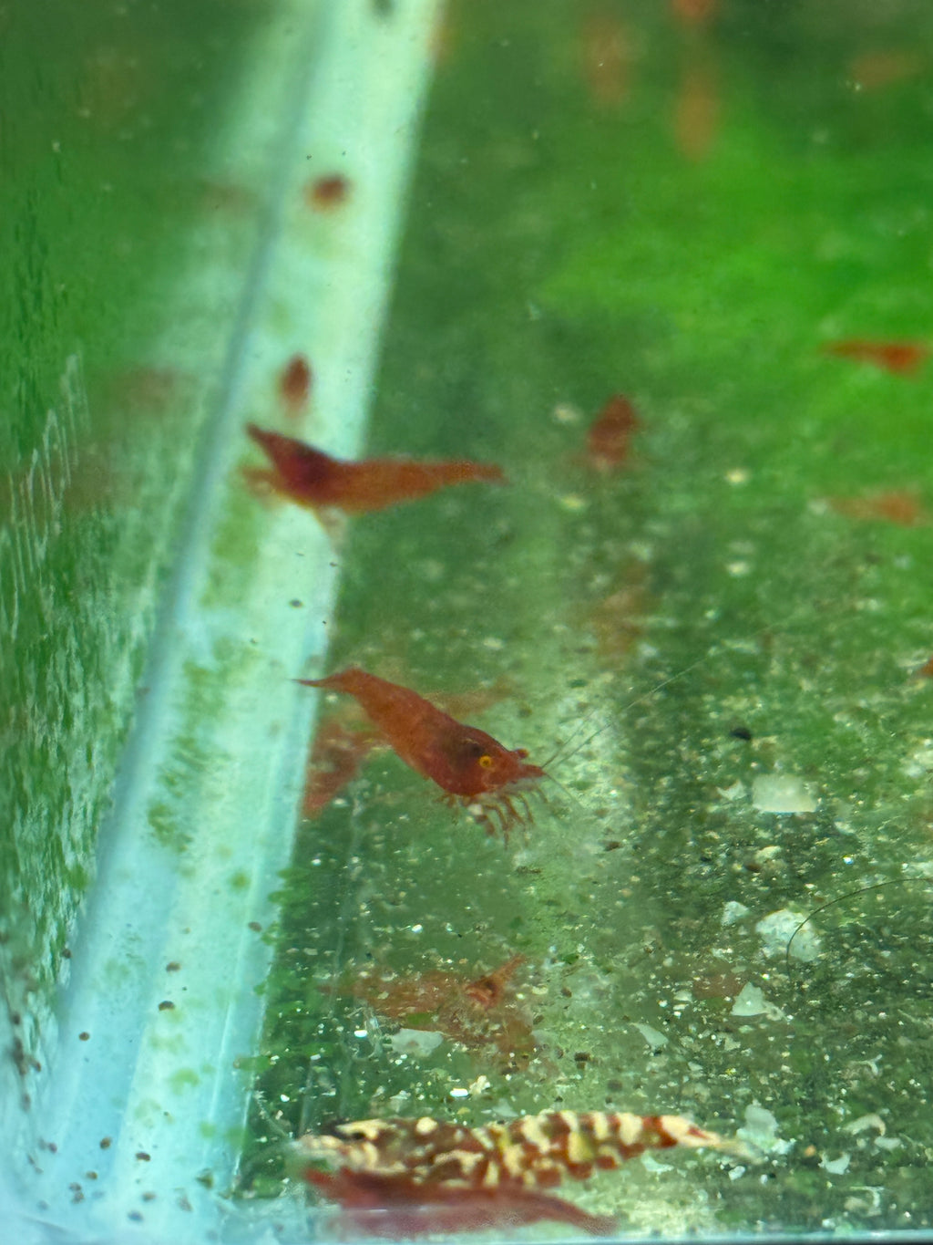 Orange Eye Red Demons Neocaridinas