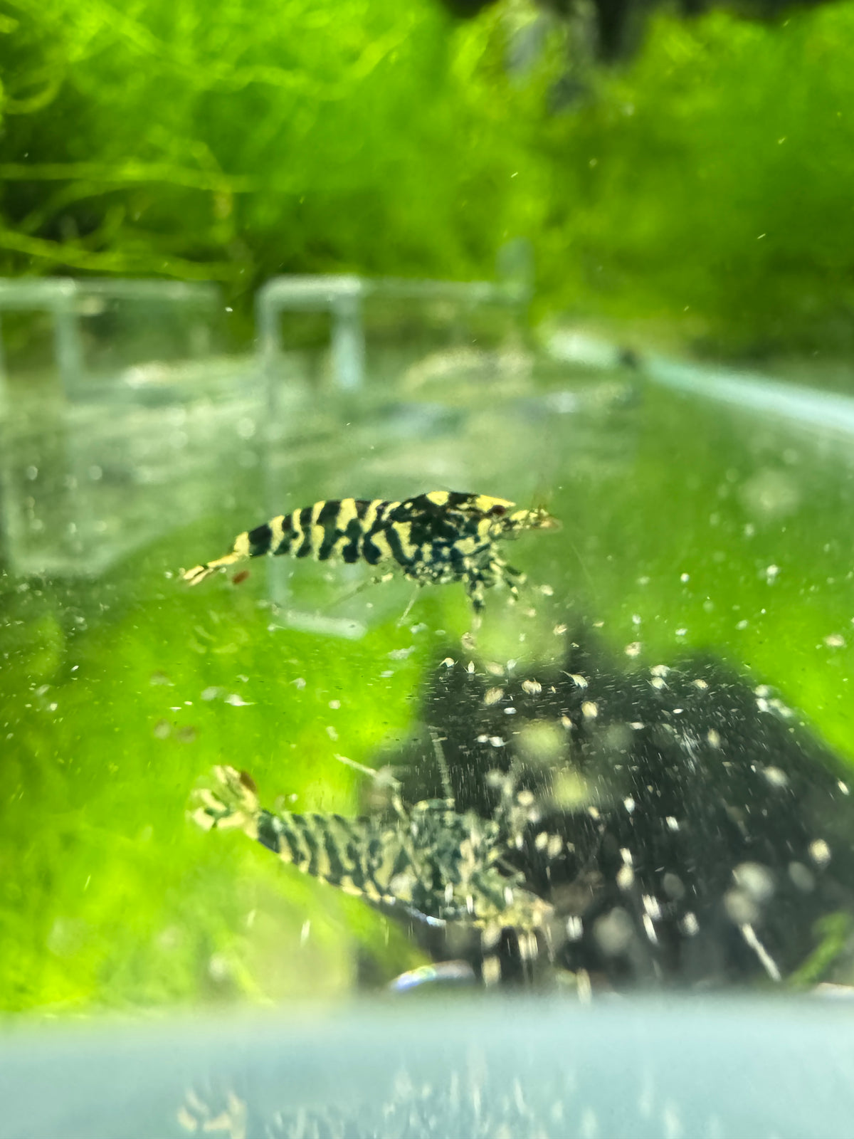 Black Snowfall Caridina shrimp displaying body coverage