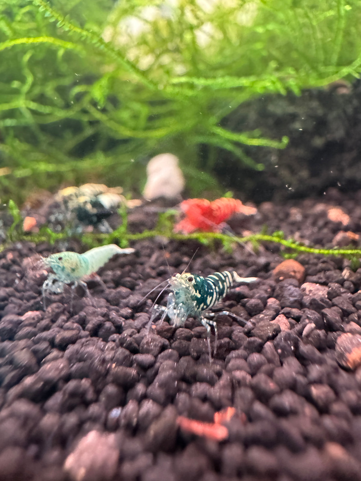 Mystery Pack — Caridina Shrimp