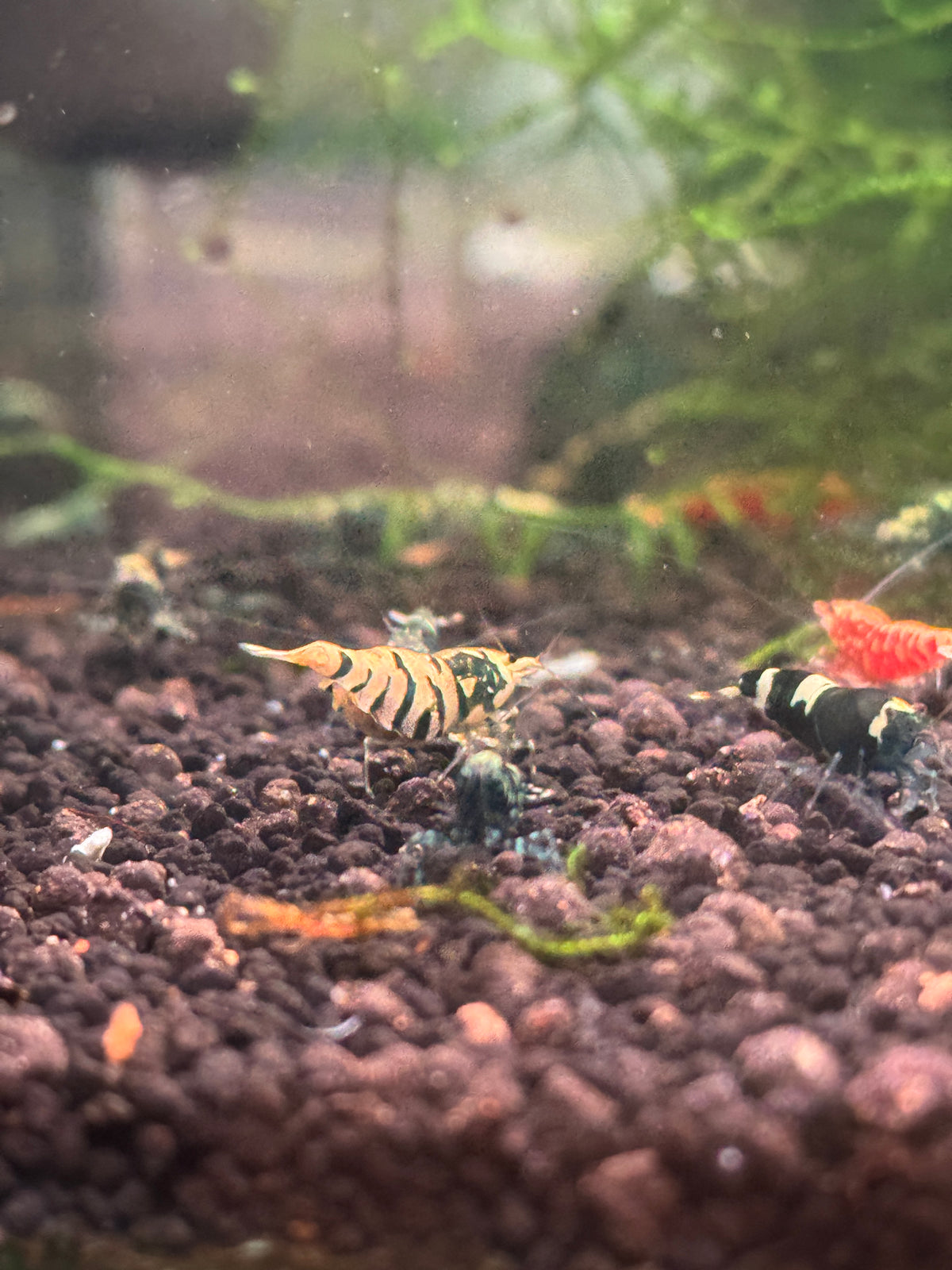 Mystery Pack — Caridina Shrimp