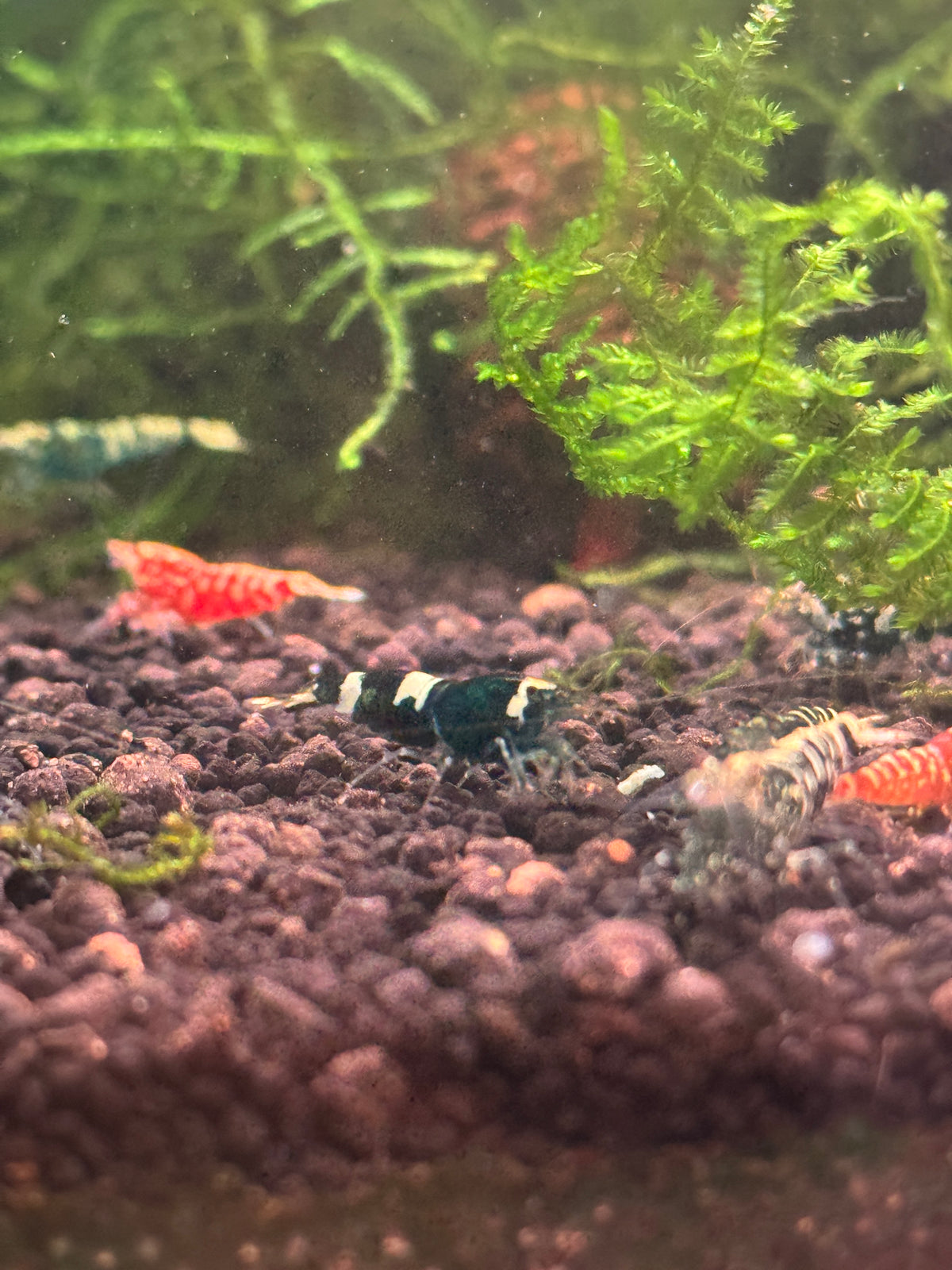 Mystery Pack — Caridina Shrimp
