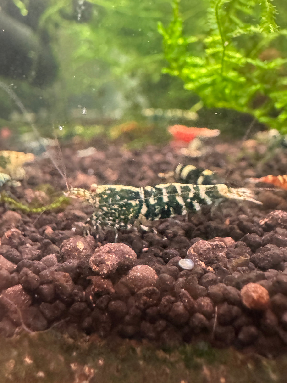 Mystery Pack — Caridina Shrimp