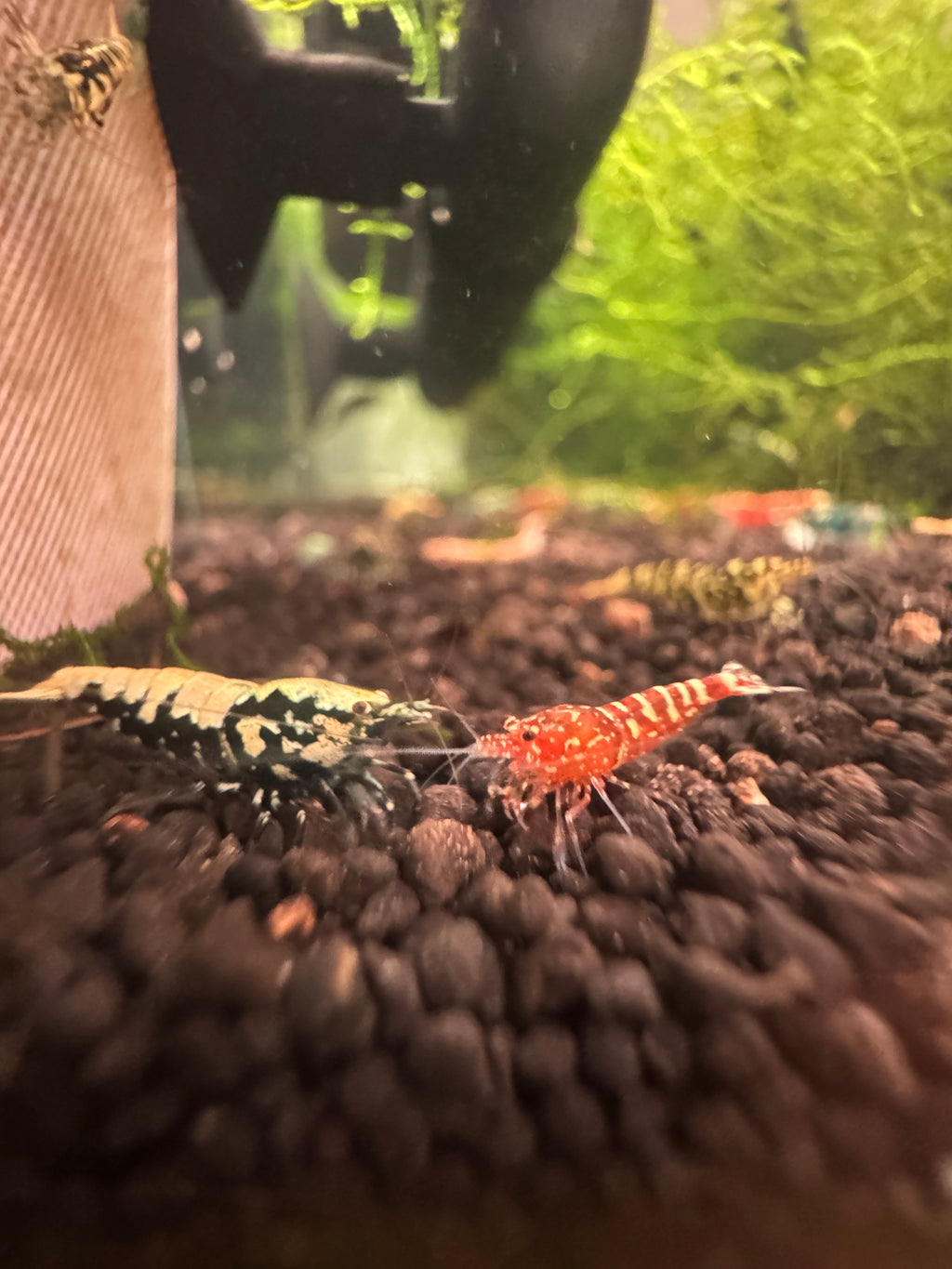 Mystery Pack — Caridina Shrimp