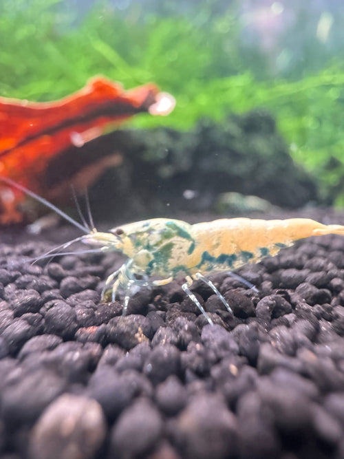 Acclimated Caridina shrimp from QT Shrimp breeding tanks