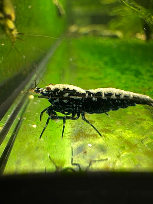 Black Stardust Caridina shrimp with black-and-white patterning