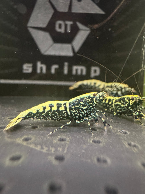 Black Stardust Caridina shrimp photographed with QT Shrimp branding