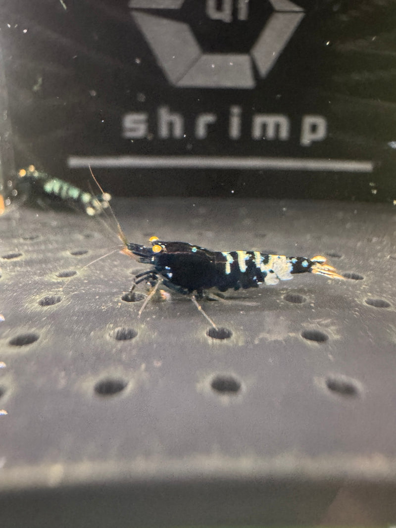 Orange Eye Black Pinto — Caridina Shrimp