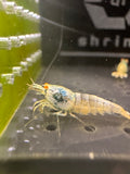 Orange Eye Blue Bolt Caridina shrimp close-up