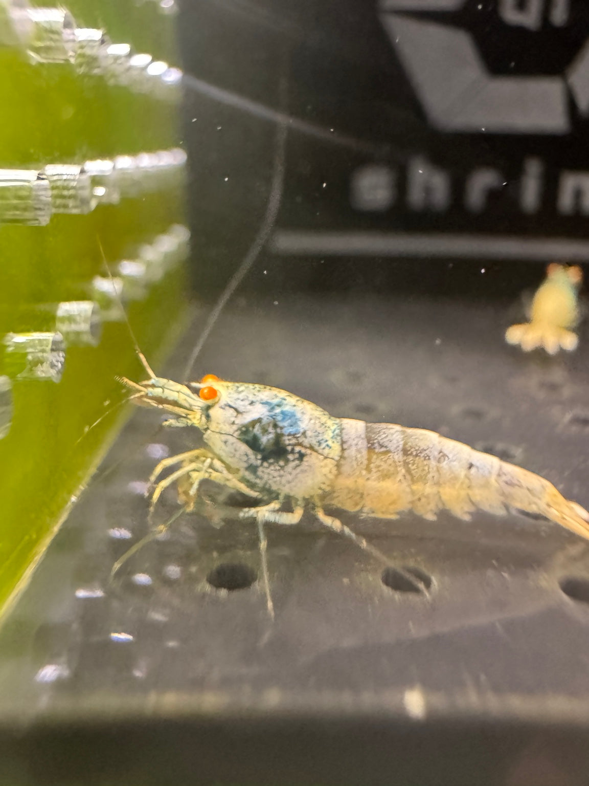 Orange Eye Blue Bolt Caridina shrimp close-up