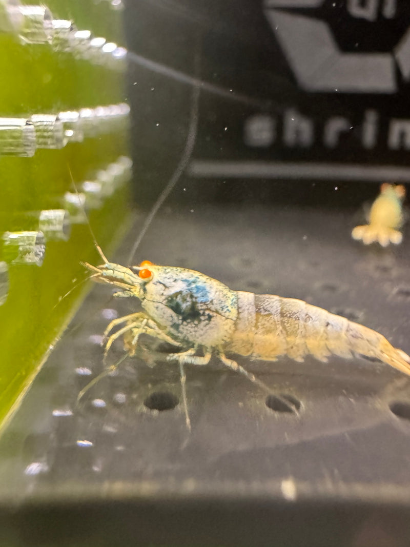 Orange Eye Blue Bolt — Caridina Shrimp