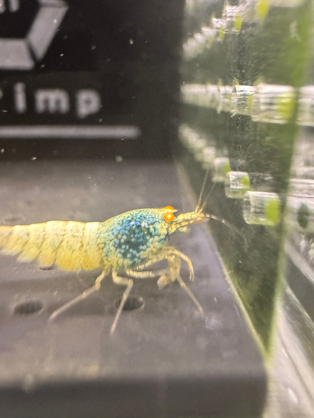 Orange Eye Blue Bolt Caridina shrimp side profile