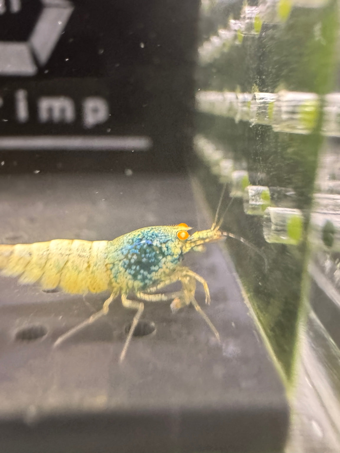 Orange Eye Blue Bolt Caridina shrimp side profile