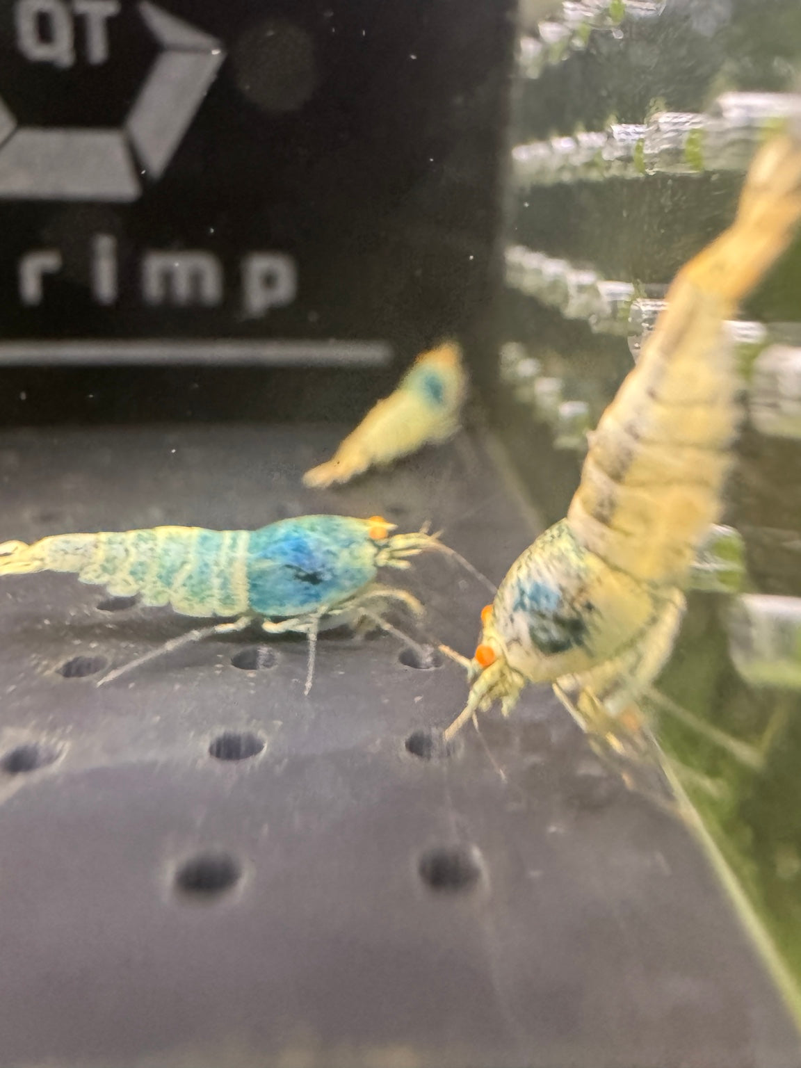 Orange Eye Blue Bolt Caridina shrimp group