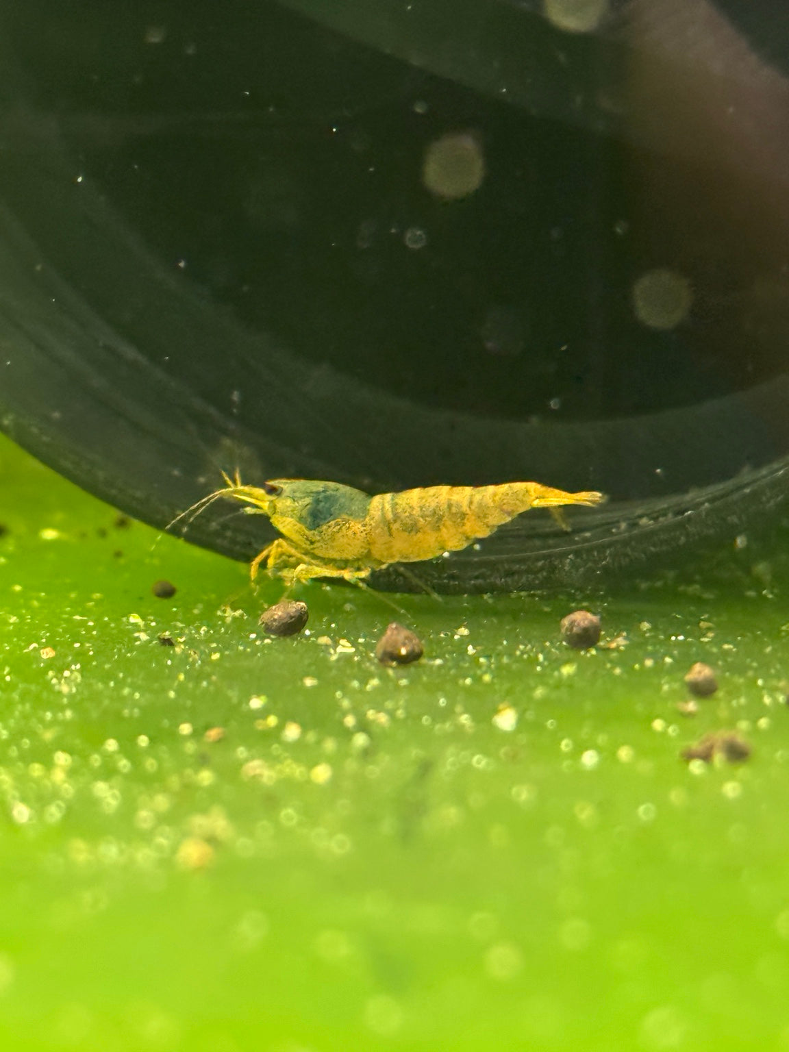 Orange Eye Orange Bolt project Caridina shrimp