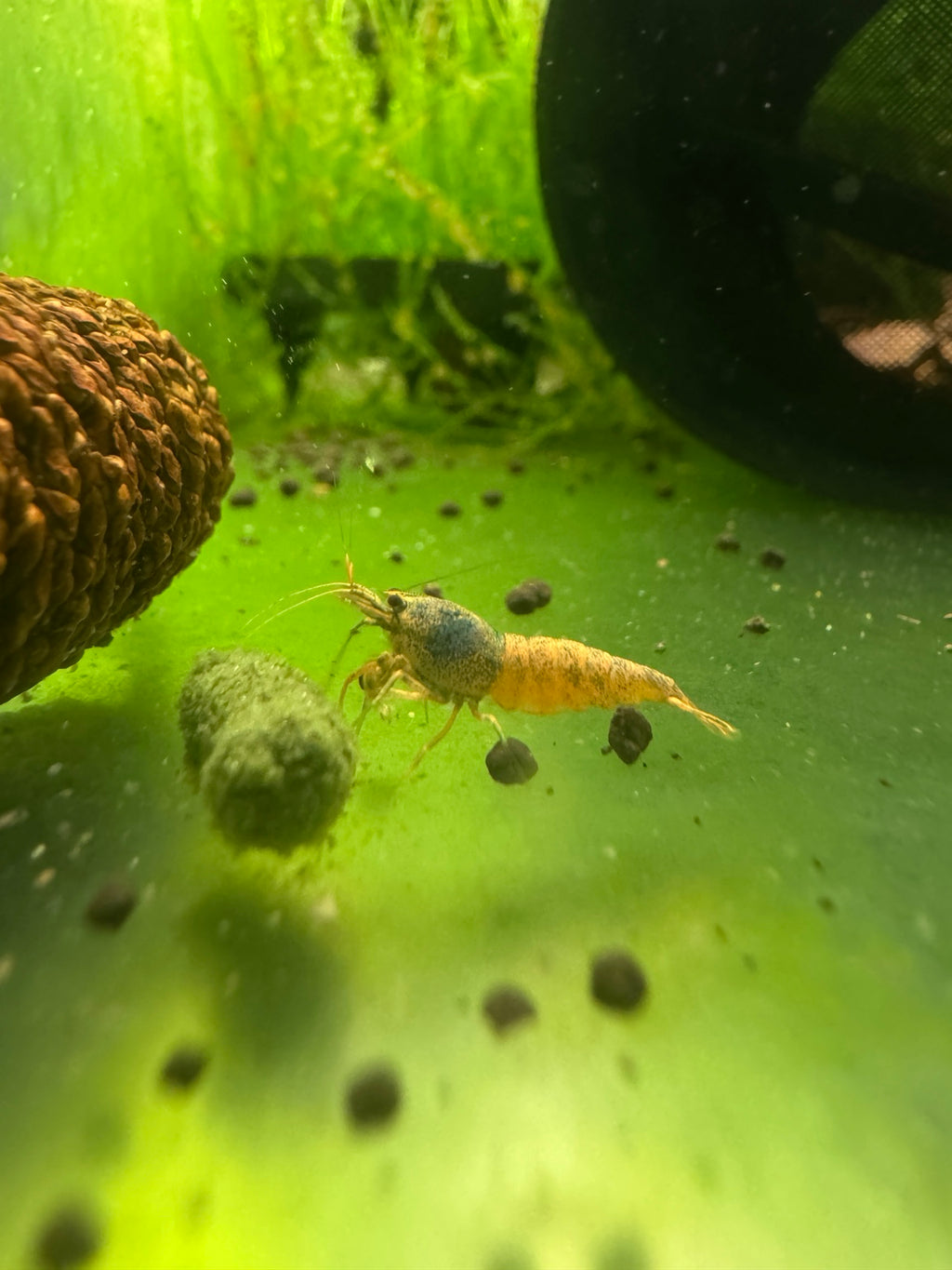 Orange Eye Orange Bolt project Caridina shrimp side profile
