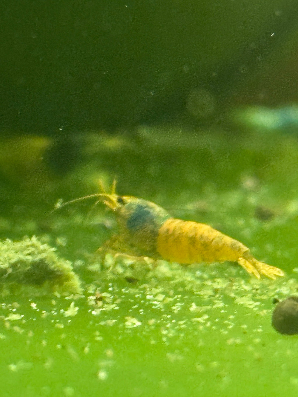 Orange Eye Orange Bolt project Caridina shrimp close-up