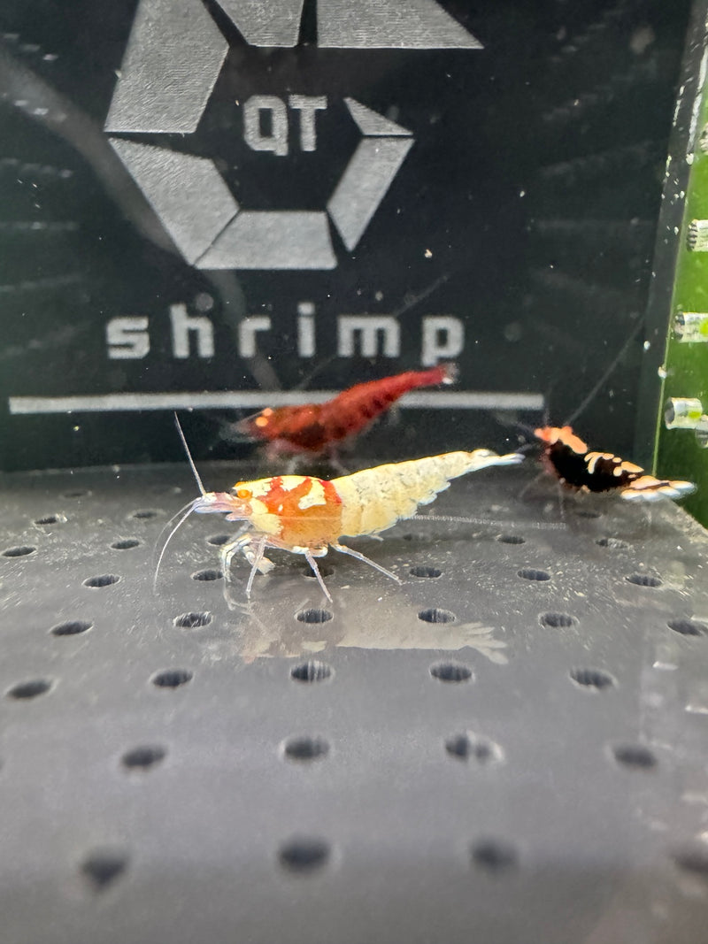 Orange Eye Red Pinto — Caridina Shrimp